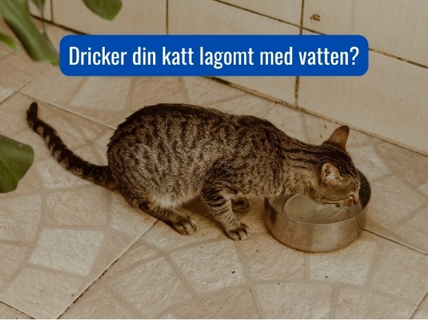 Katt dricker vatten från skål på golvet