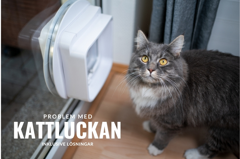kattlucka som inte fungerar, katten tittar vädjande uppåt