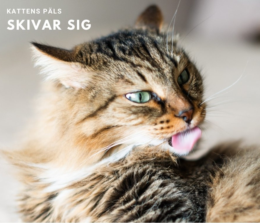 Katt med skivad päls