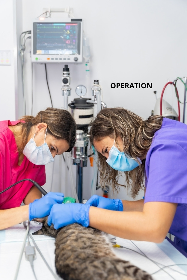 Operation utförs på en katt