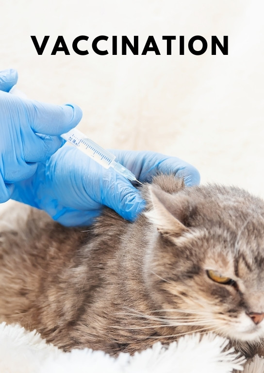 Vaccinerar en katt mot kattpest (parvovirus)